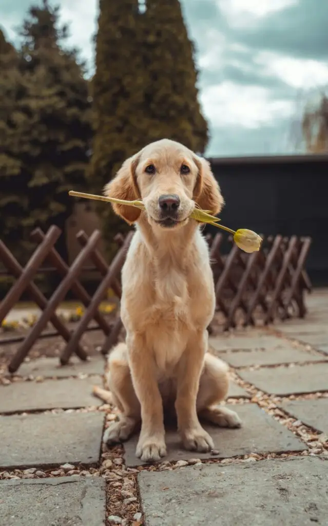 Golden retriever used as a placeholder featured image.